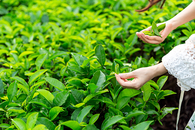 茶具、喝茶、泡茶-康兴医疗器械官网