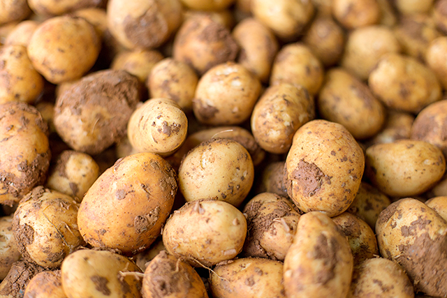 土豆 马铃薯 蔬菜-康兴医疗器械官网